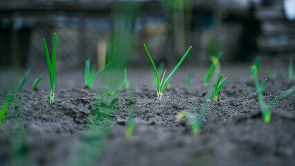 Young green onions grow in the garden close-up in spring
