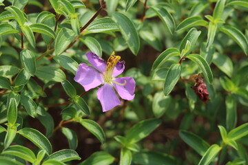 flowers in the garden