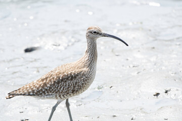 Whimbrel walking on tidal flats