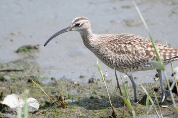 Whimbrel walking on tidal flats