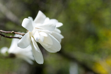 Naklejka na ściany i meble White magnolia flowers on a branch close-up. Beautiful blooming spring tree in the park