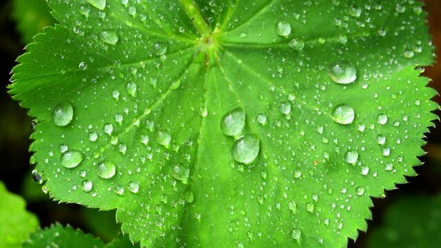lady's mantle with dewdrops in a macro
