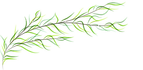 branch with long narrow leaves