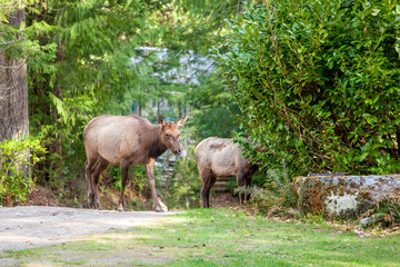 A large Elk crosses a driveway on it's way to graze on the front lawn and eat medium shrubs in the...
