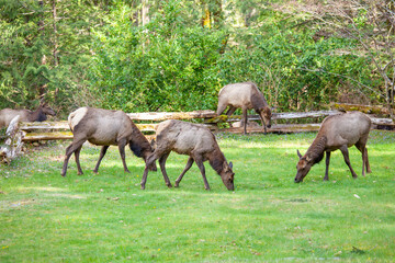 A herd of Elk easily jump a fence into a front lawn to graze and feed on grass in the Spring. Elk...