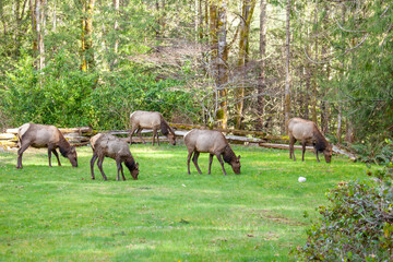 A herd of Elk easily jump a fence into a front lawn to graze and feed on grass in the Spring. Elk live on forest-edge habitats and travel in patterns for food, water and cover (shelter)