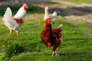 A  hen walks around the village
