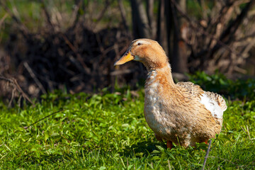 Homemade duck close-up in a meadow.