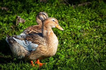 Homemade duck close-up in a meadow.