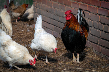 An important rooster walks through the village,