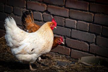A white chicken walks around the village in natural conditions