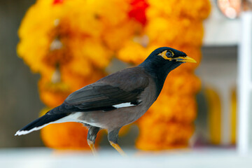 The common myna or Indian myna  is a bird in the family Sturnidae, native to Asia