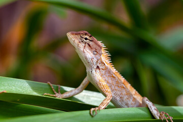 Lizard close-up on foliage basking in the sun.