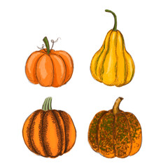 Ripe pumpkin set, illustration isolated. Fall harvest