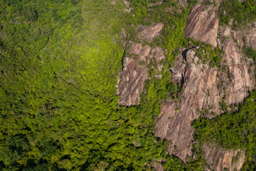 Top view of the lush green plant on mountain
