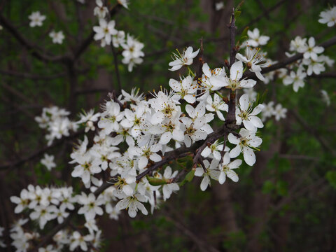 cherry white tree, trees background, white flowers, spring background