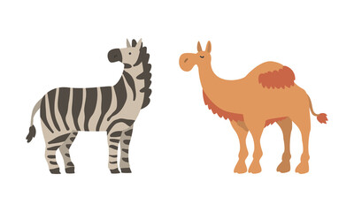 Striped Zebra and Camel as Wild African Animal Living in Savannah Vector Set
