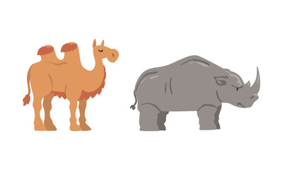 Camel with Hump and Horned Grey Rhinoceros as Wild African Animal Living in Savannah