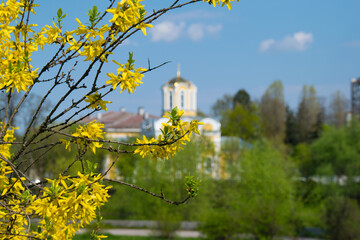 Yellow forsythia flowers in the city near the church on a sunny spring morning