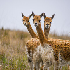 Vicuña in peruvian andes