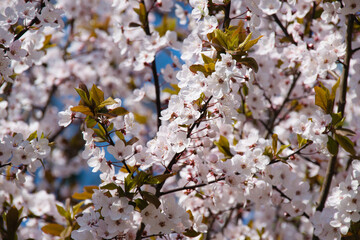 Sakura blossoms, many flowers on a tree on a sunny spring morning