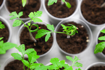 Young tomato seedlings in pots on a white window. Close-up. Seedlings and harvest