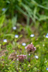 many kind of spring flowers in Yamagata