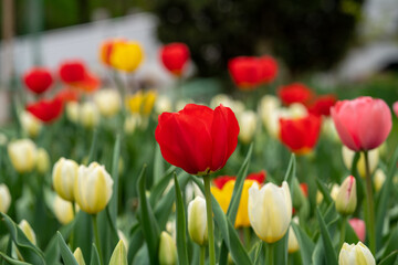 Obraz premium many kind of spring flowers in Yamagata