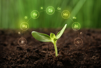 Soil with specified components and young plant growing in field - obrazy, fototapety, plakaty