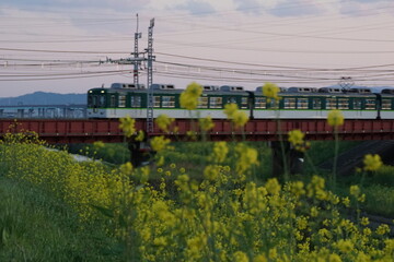 菜の花と電車