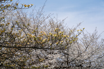 Sakura trees with green　東北山形の桜と葉桜