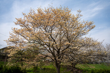 Sakura trees with green　東北山形の桜と葉桜