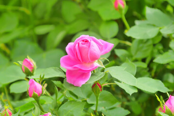 Pink rose flower and rose bud close-up. Damascus rose garden