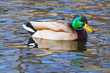 green head duck swim