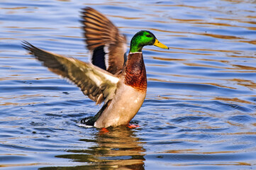Fototapeta premium green head duck swim