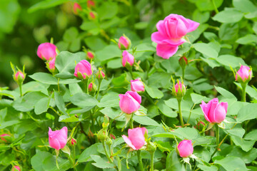 Pink rose flower and rose bud close-up. Damascus rose garden