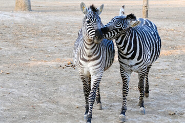 zebra brother