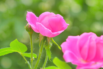 Pink rose flower and rose bud close-up. Damascus rose garden
