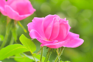 Pink rose flower and rose bud close-up. Damascus rose garden