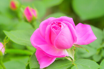 Pink rose flower and rose bud close-up. Damascus rose garden