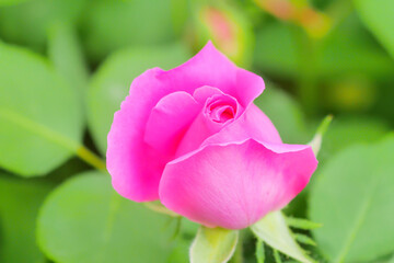 Pink rose flower and rose bud close-up. Damascus rose garden