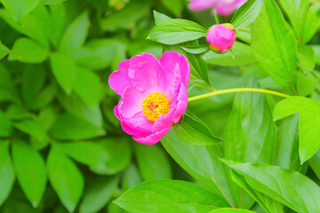 Pink rose flower and rose bud close-up. Damascus rose garden