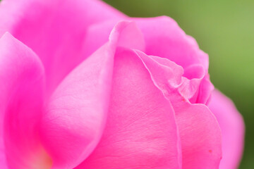 Pink rose flower and rose bud close-up. Damascus rose garden