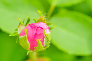 Pink rose flower and rose bud close-up. Damascus rose garden