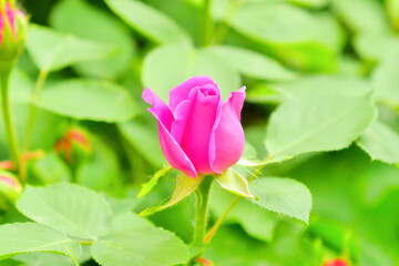 Pink rose flower and rose bud close-up. Damascus rose garden