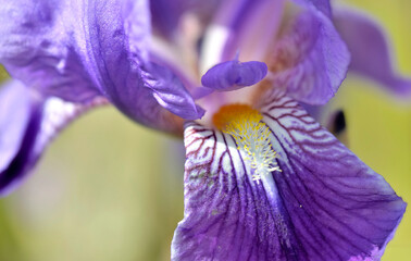 macro view on beautiful purple petal and heart of iris flower
