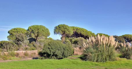 Fototapeta na wymiar beautiful landscaped ùediterranean garden with large umbrella firs and pampa grass under blue sky