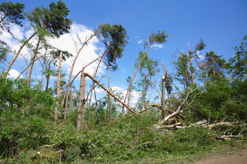 Trees broken by the storm. Drzewa połamane przez wichurę.