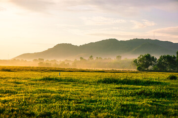 Obraz premium The close background of the green rice fields, the seedlings that are growing, are seen in rural areas as the main occupation of rice farmers who grow rice for sale or living.