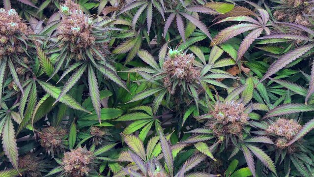 pan shot  cannabis in Medical and Recreational Marijuana lab being trimmed and processed for consumption